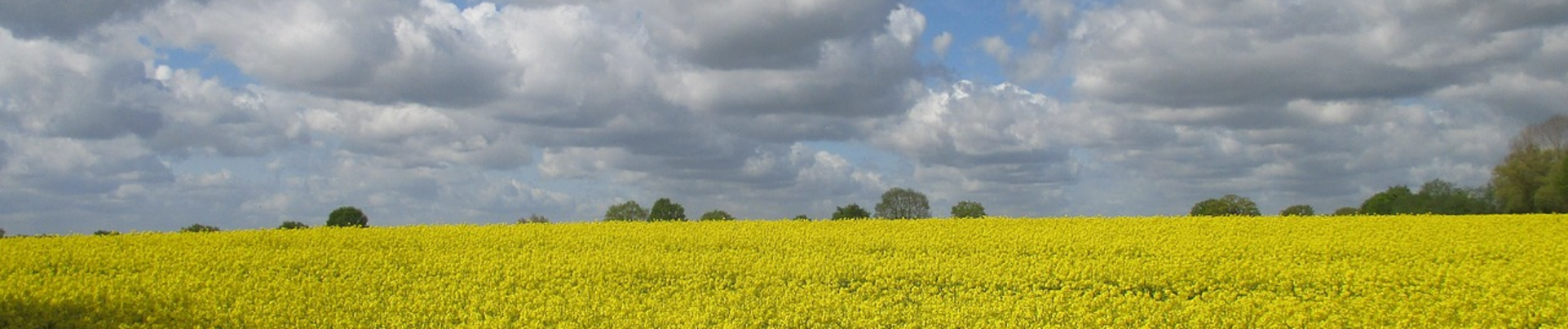 Rapsfeld.png